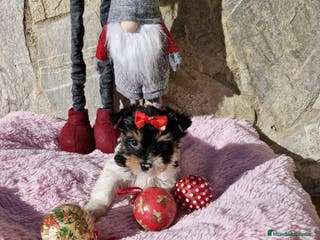 Biewer Yorkshire Terrier a la Pom Pon perros Biewers en Barcelona - Anuncio 3
