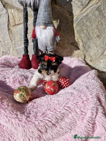 Biewer Yorkshire Terrier a la Pom Pon perros en Barcelona - Anuncio 2