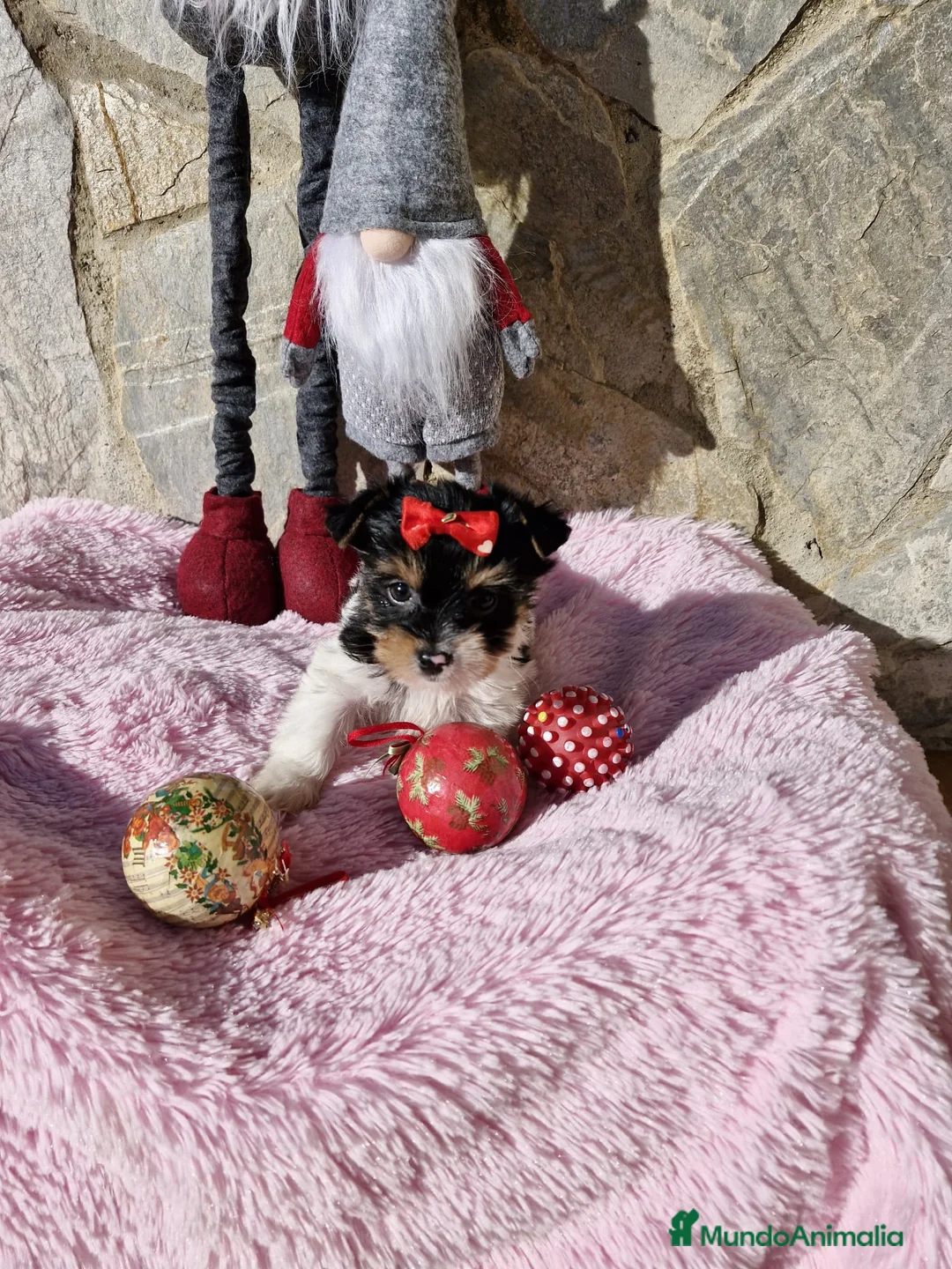 Biewer Yorkshire Terrier a la Pom Pon perros en venta: Biewers en Barcelona - Anuncio 1