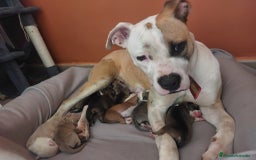 American Staffordshire-Terrier perros en venta: Última pareja de american stanfor!! - Imagen 8