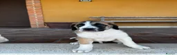 Mastín Español perros en venta: Mastin  - Anuncio 13