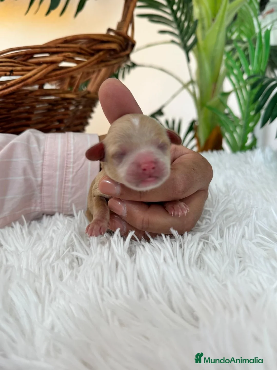 Maltipoo perros en venta: MALTIPOO MACHO - Anuncio 11