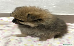 Pomerania perros en venta: Lulu pomerania mini toy  - Imagen 2