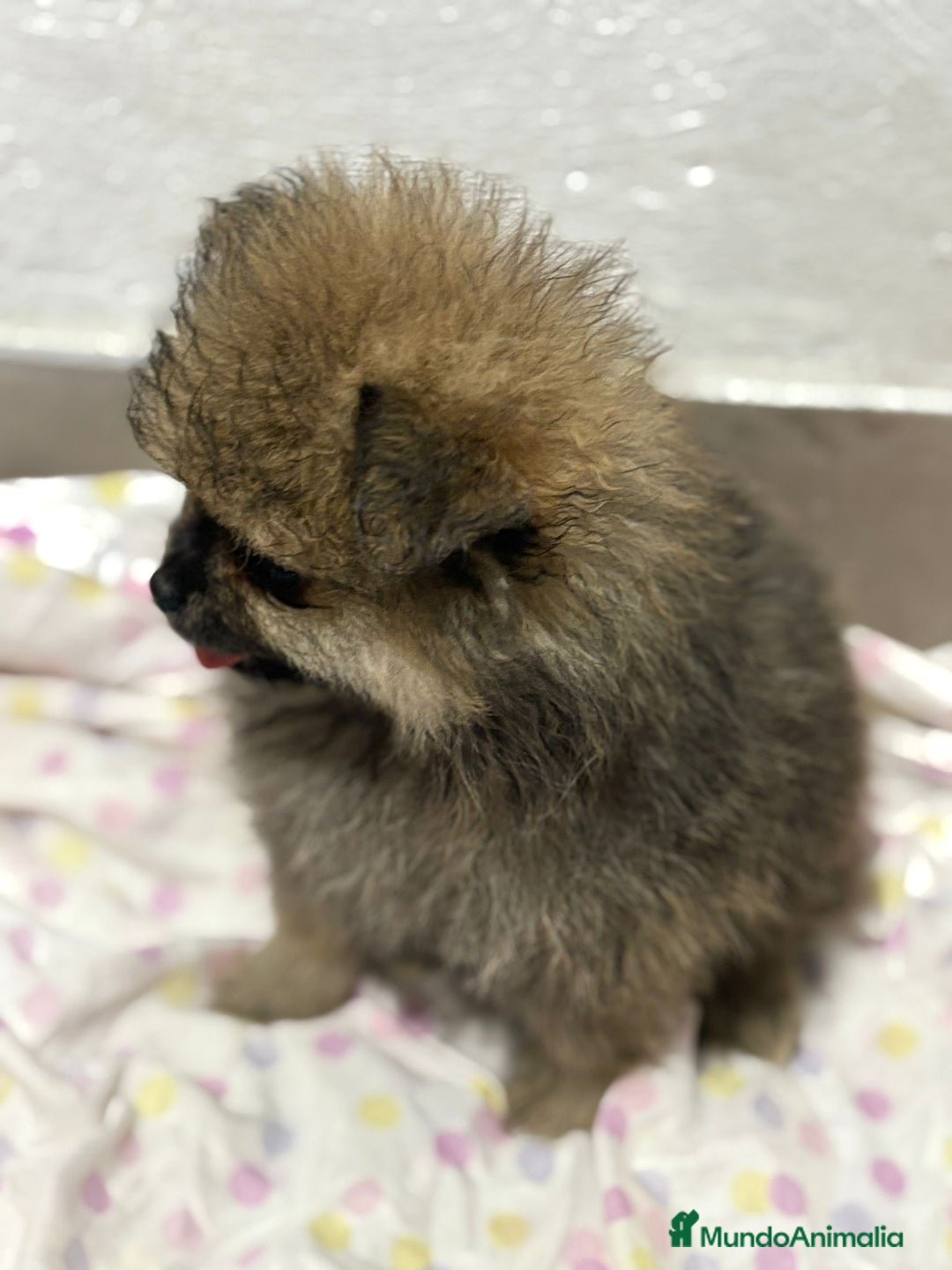 Pomerania perros en venta: Lulu pomerania mini toy  - Imagen 2