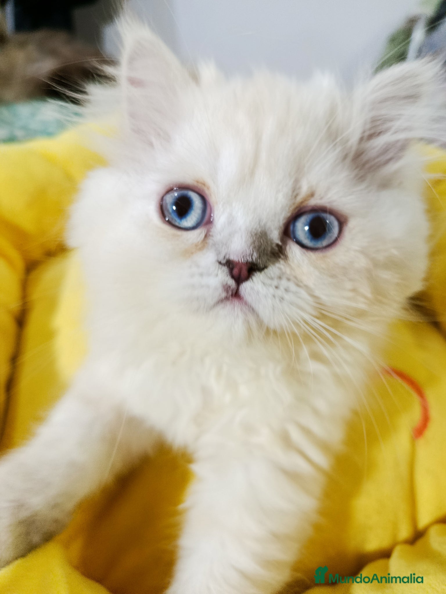 Himalayo gatos CAchorrita himalaya blue point - Anuncio 1