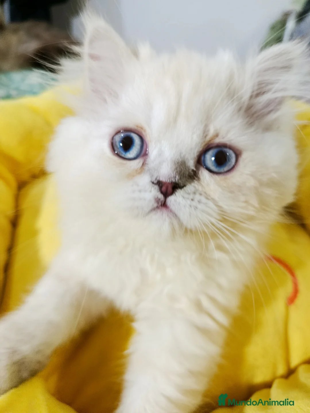 Himalayo gatos en venta: CAchorrita himalaya blue point - Anuncio 1