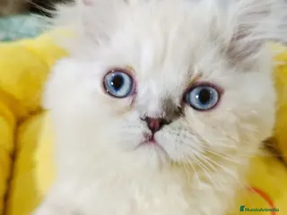Himalayo gatos CAchorrita himalaya blue point - Anuncio 1
