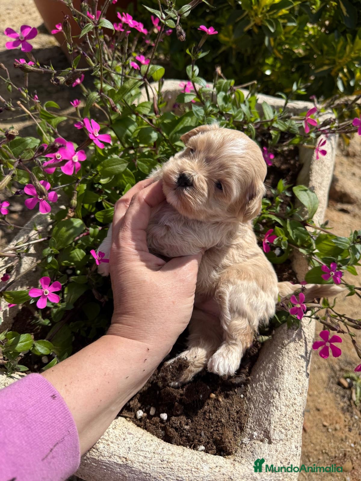 Maltipoo perros Maltipoo  - Anuncio 1