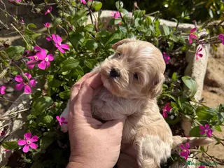 Maltipoo perros Maltipoo - Anuncio 1