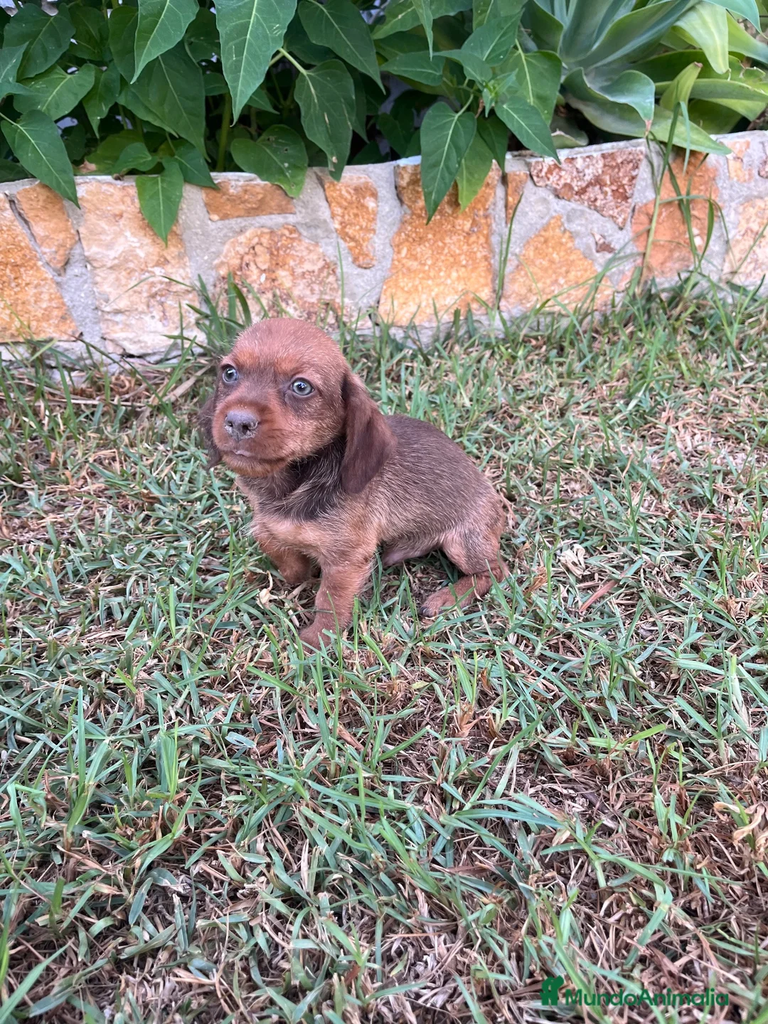 Raza Mixta perros en venta: Cachorros de teckel x mini pincher - Anuncio 2