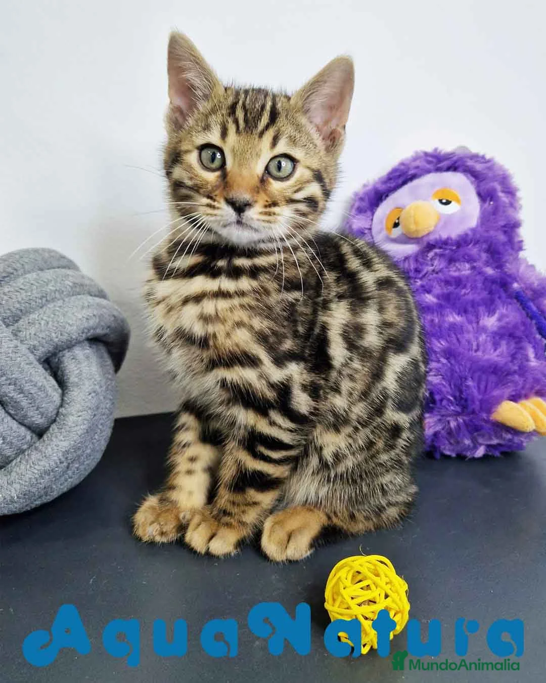 Bengalí gatos en venta: Bengali Macho 1823 AQUANATURA en Barcelona - Anuncio 11