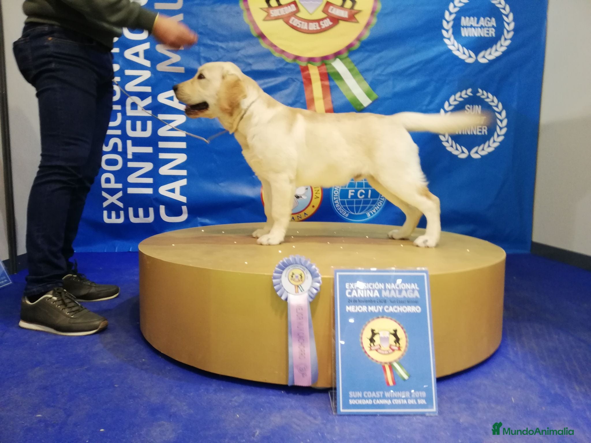 Labrador Retriever perros Cachorros de labrador Retrievers amarillo  - Anuncio 23