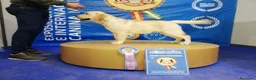 Labrador Retriever perros en venta: Cachorros de labrador Retrievers amarillo  - Anuncio 3