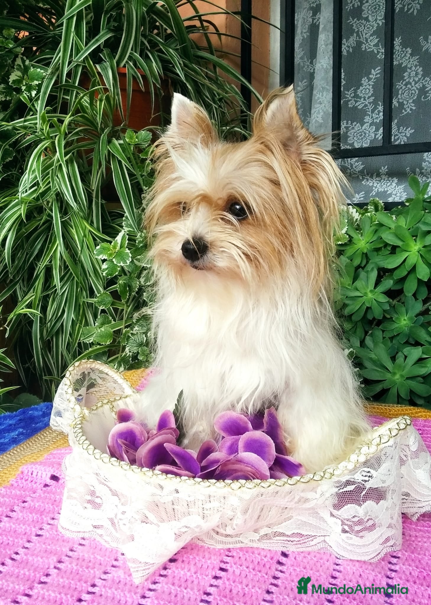 Biewer Yorkshire Terrier a la Pom Pon perros Exótica Hembra Biewer - Anuncio 1