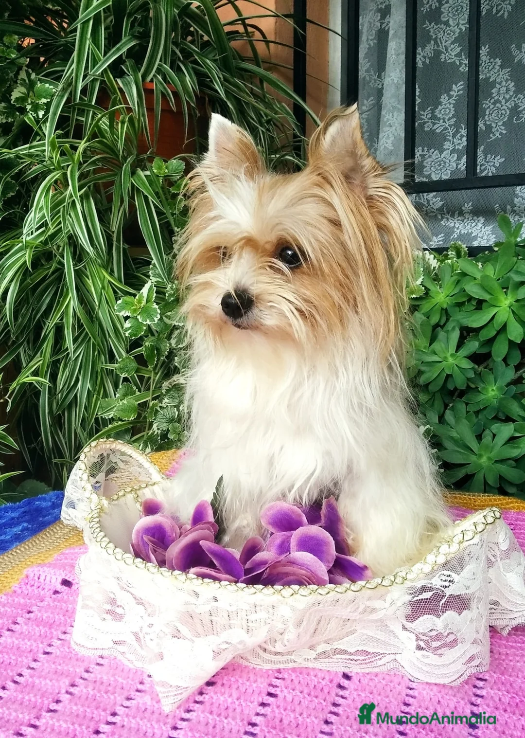 Biewer Yorkshire Terrier a la Pom Pon perros en venta: Exótica Hembra Biewer en Castellón - Anuncio 1