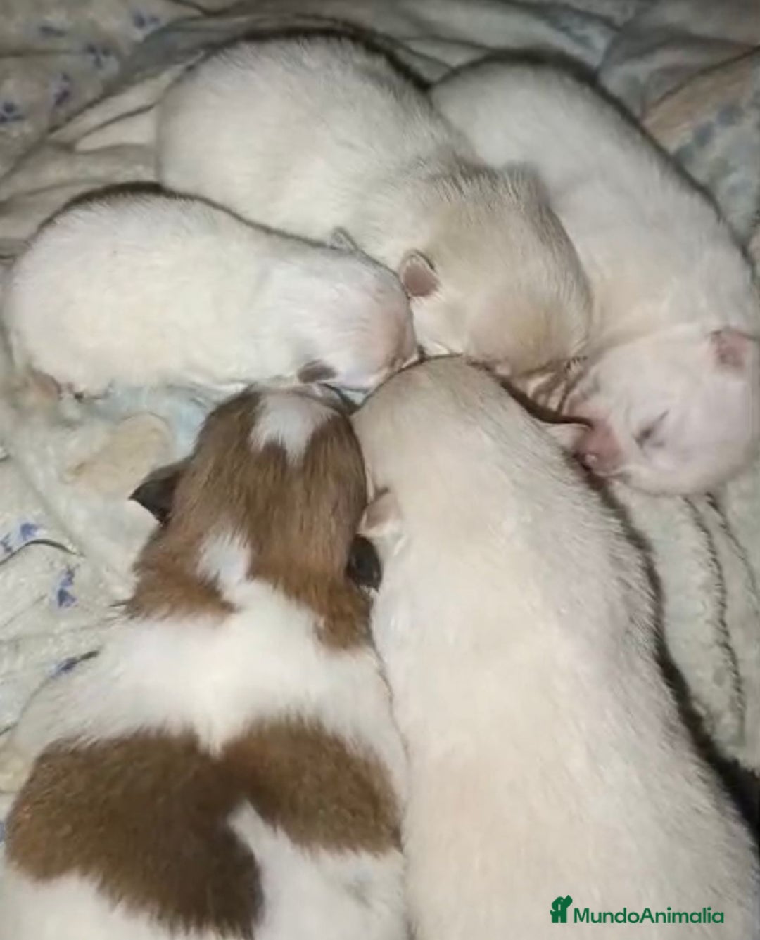 Pomerania perros en venta: Lulu pomerania toy  - Anuncio 5