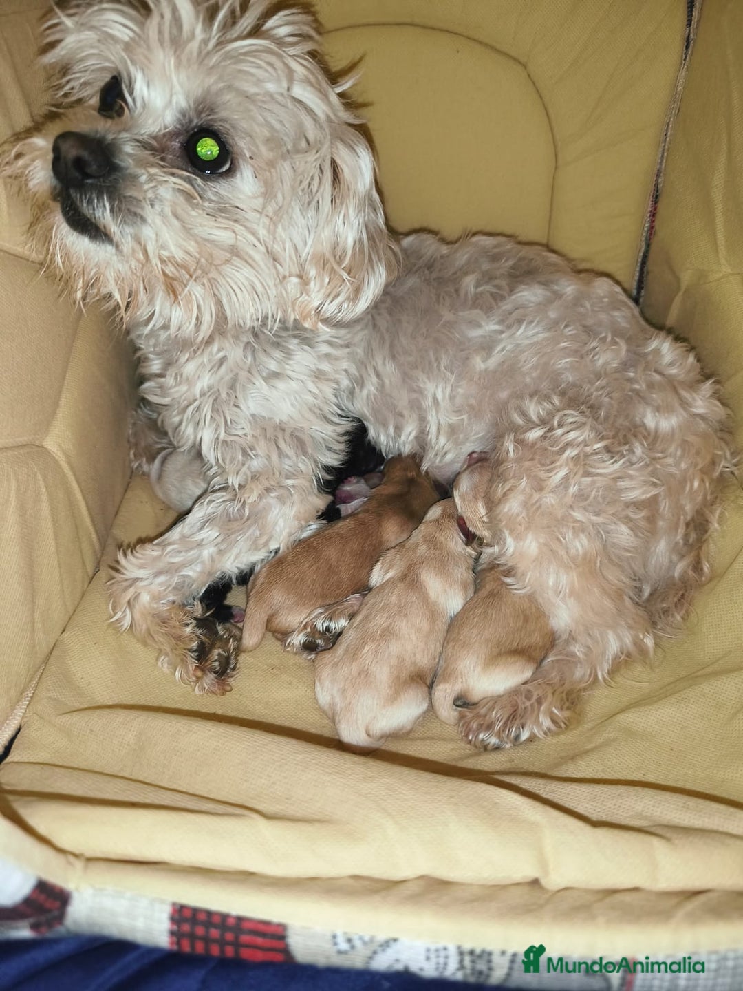 Raza Mixta perros en venta: Bichón maltés maltipoo - Anuncio 3