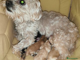 Raza Mixta perros Bichón maltés maltipoo - Anuncio 4