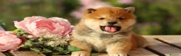 Shiba Inu perros en venta: 🤍 PRECIOSOS SHIBA INU ✨ en Alicante - Anuncio 4
