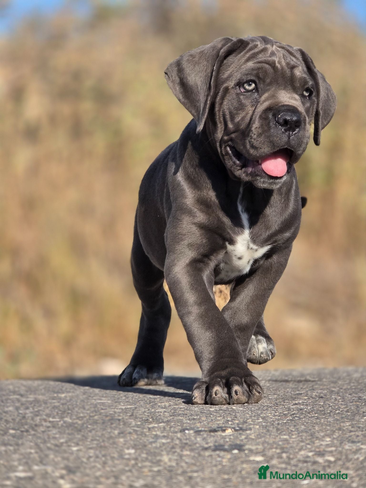 Cane Corso perros Cachorros de Cane Corso - Anuncio 1