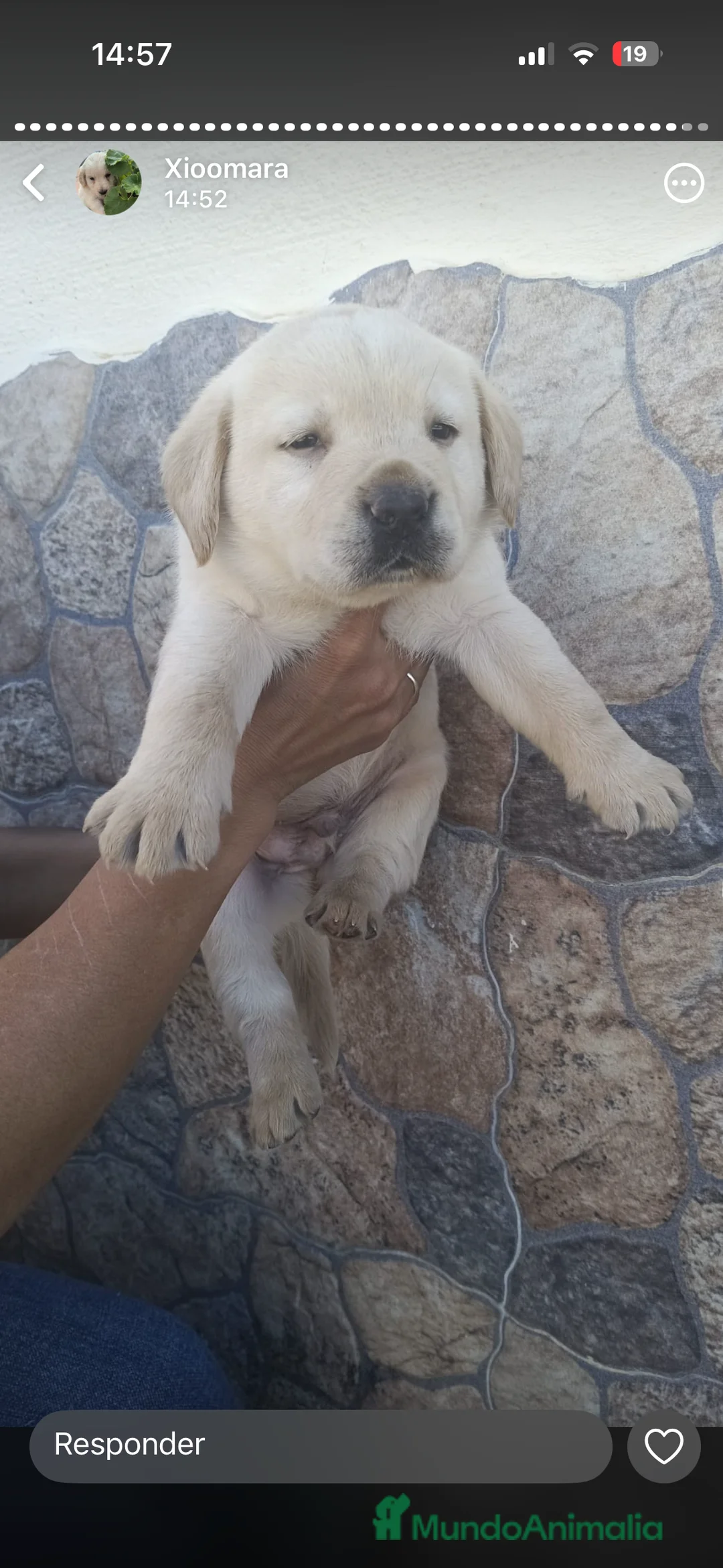 Labrador Retriever perros en venta: Labrador retriever dorado!! en Córdoba - Anuncio 2