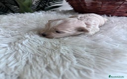 Maltipoo perros en venta: MALTIPOO MACHO - Imagen 12