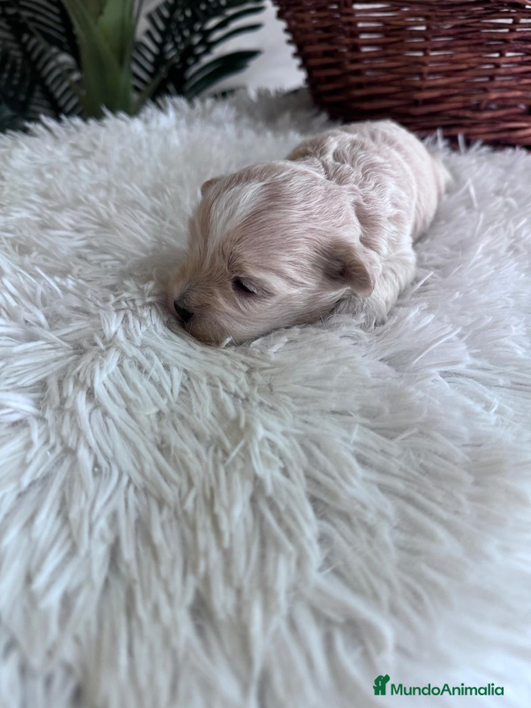 Maltipoo perros en venta: MALTIPOO MACHO - Imagen 12