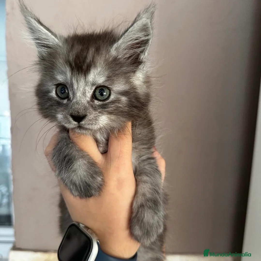 Maine Coon gatos en venta: Maine Coon - Anuncio 2