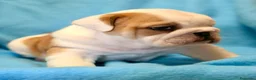 Bulldog Inglés perros en venta: Bulldog inglés macho  - Anuncio 3