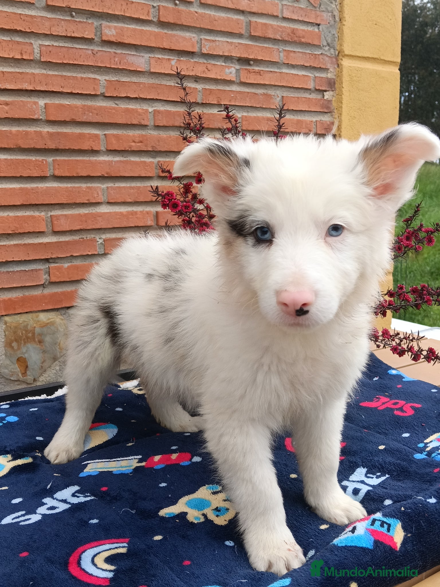 Border Collie perros Border collie - Anuncio 35