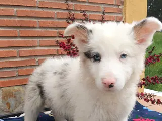 Border Collie perros Border collie - Anuncio 35