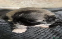 Shih Tzu perros en venta: Shih tzu - Imagen 6