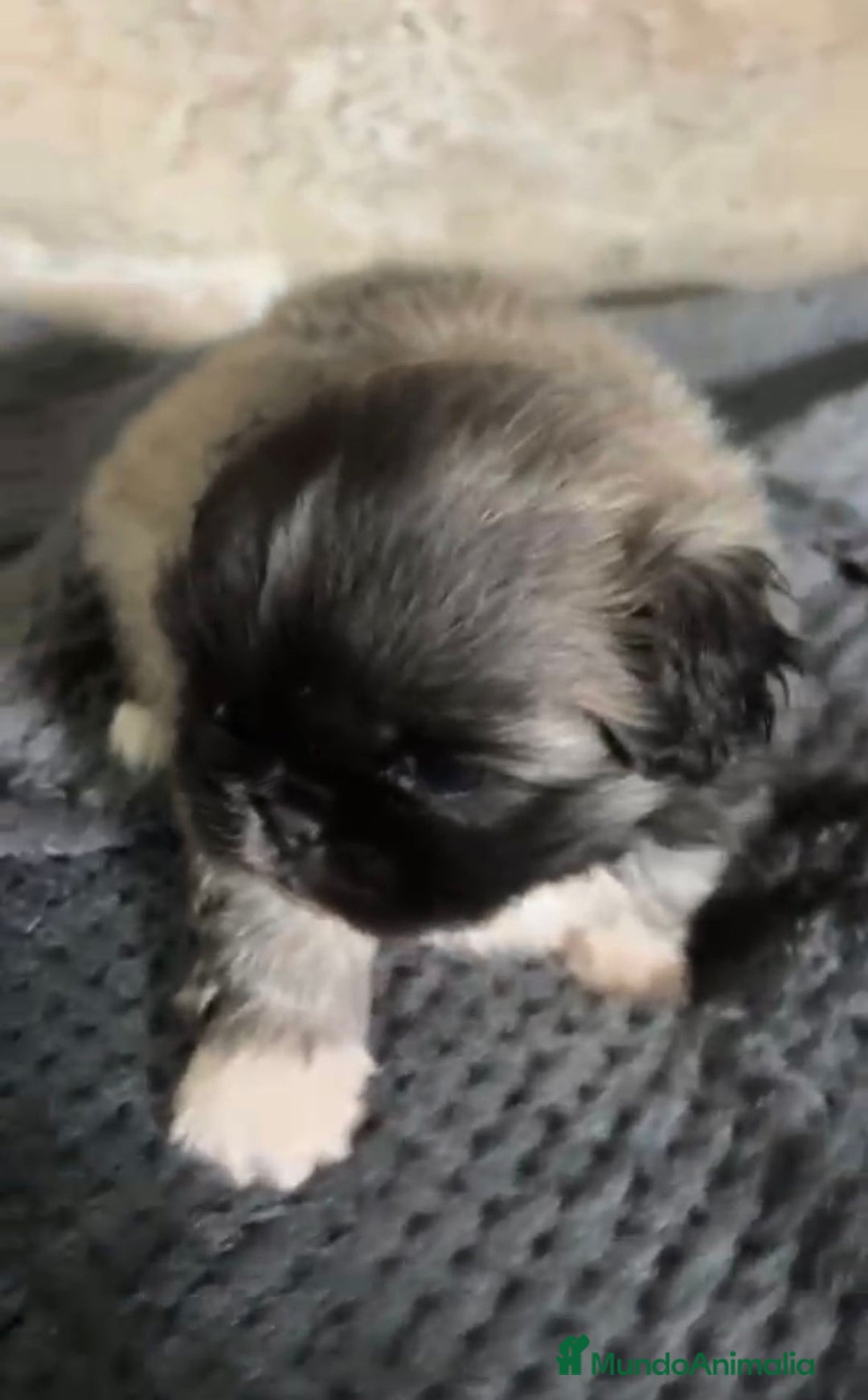Shih Tzu perros en venta: Shih tzu - Imagen 6