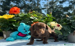 Teckel Miniatura perros en venta: Teckel todos los colores precios reales - Imagen 2