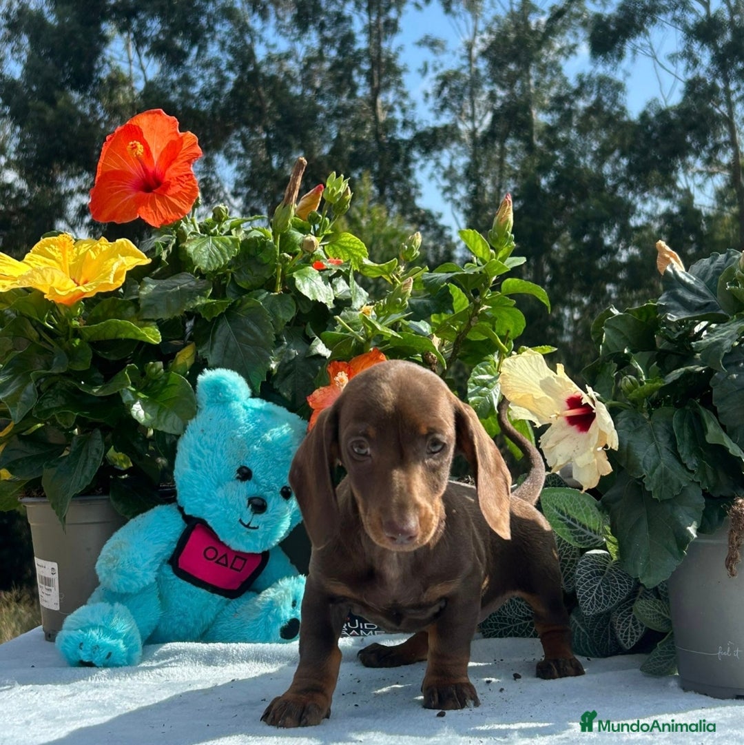 Teckel Miniatura perros en venta: Teckel todos los colores precios reales - Imagen 2