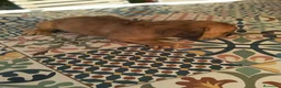 Bulldog Francés perros en venta: BULLDOG FRANCÉS  - Anuncio 4