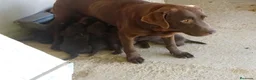 Labrador Retriever perros en venta: Cachorros de Labrador - Anuncio 2