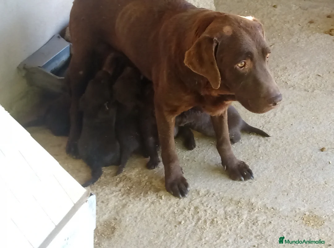 Labrador Retriever perros en venta: Cachorros de Labrador - Anuncio 2