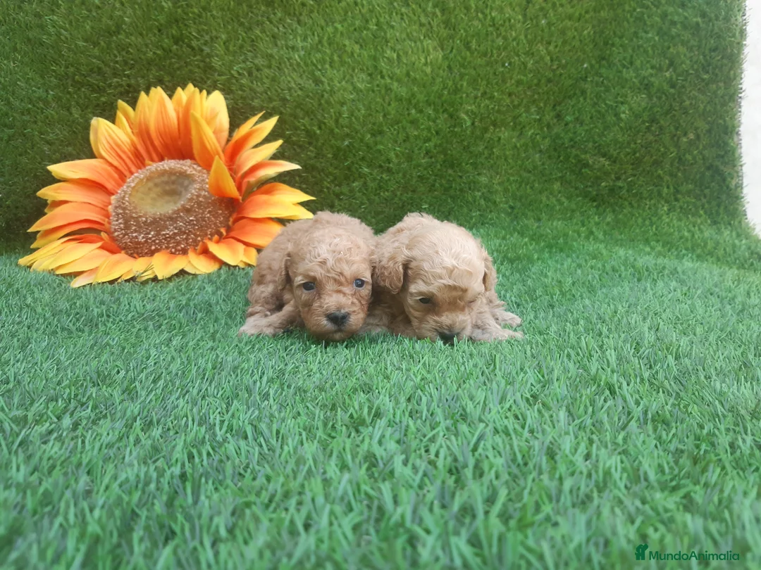 Caniche Enano perros en venta: PRECIOSOS CANICHE  ROJO LINEA TOY - Anuncio 5