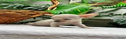 Chihuahua perros en venta: CHIHUAHUA MACHO - Anuncio 11