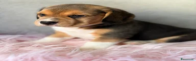 Beagle Cachorro 1