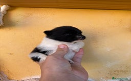 Pomerania perros en venta: Pomerania Toy - Anuncio 1