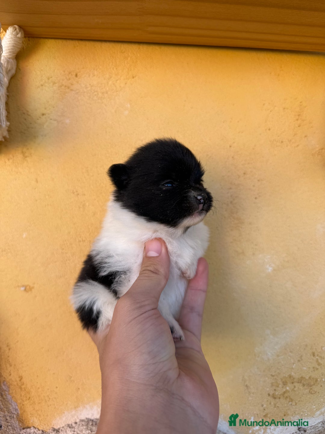 Pomerania perros en venta: Pomerania Toy - Anuncio 1