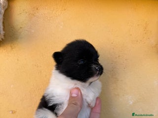 Pomerania perros Pomerania Toy - Anuncio 1