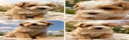 Maltipoo perros en venta: Maltipoo machos  - Anuncio 4