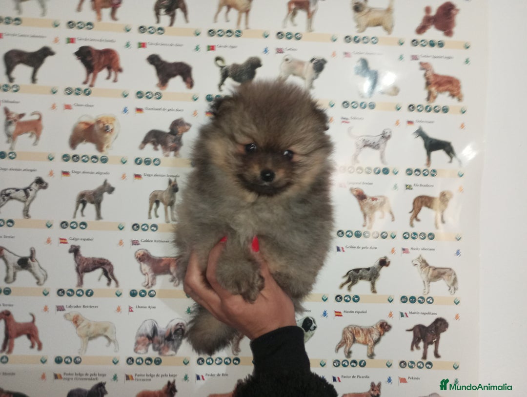 Pomerania perros en venta: Pomerania de Lulú - Anuncio 1