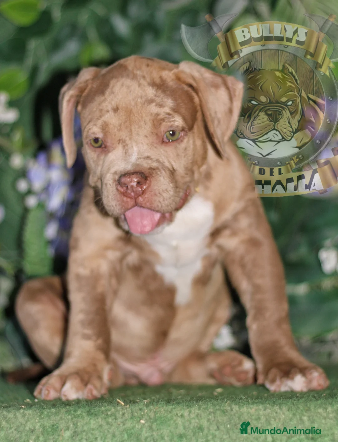 American Bully perros en venta: AMERICAN BULLY XL / AMERICAN BULLY XXL  - Anuncio 8