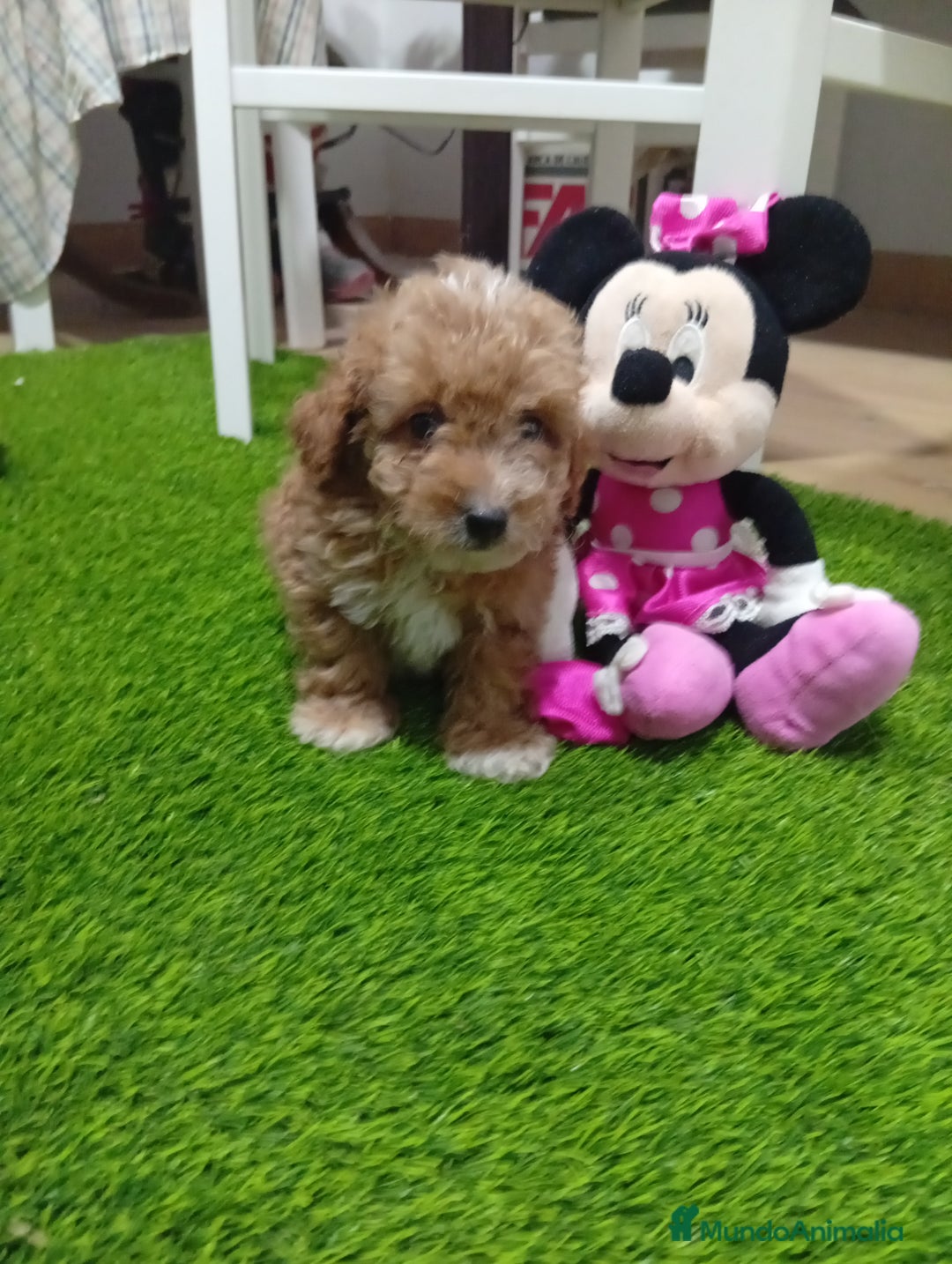 Maltipoo perros en venta: PRECIOSO MALTIPOO 90% CANICHE - Imagen 3