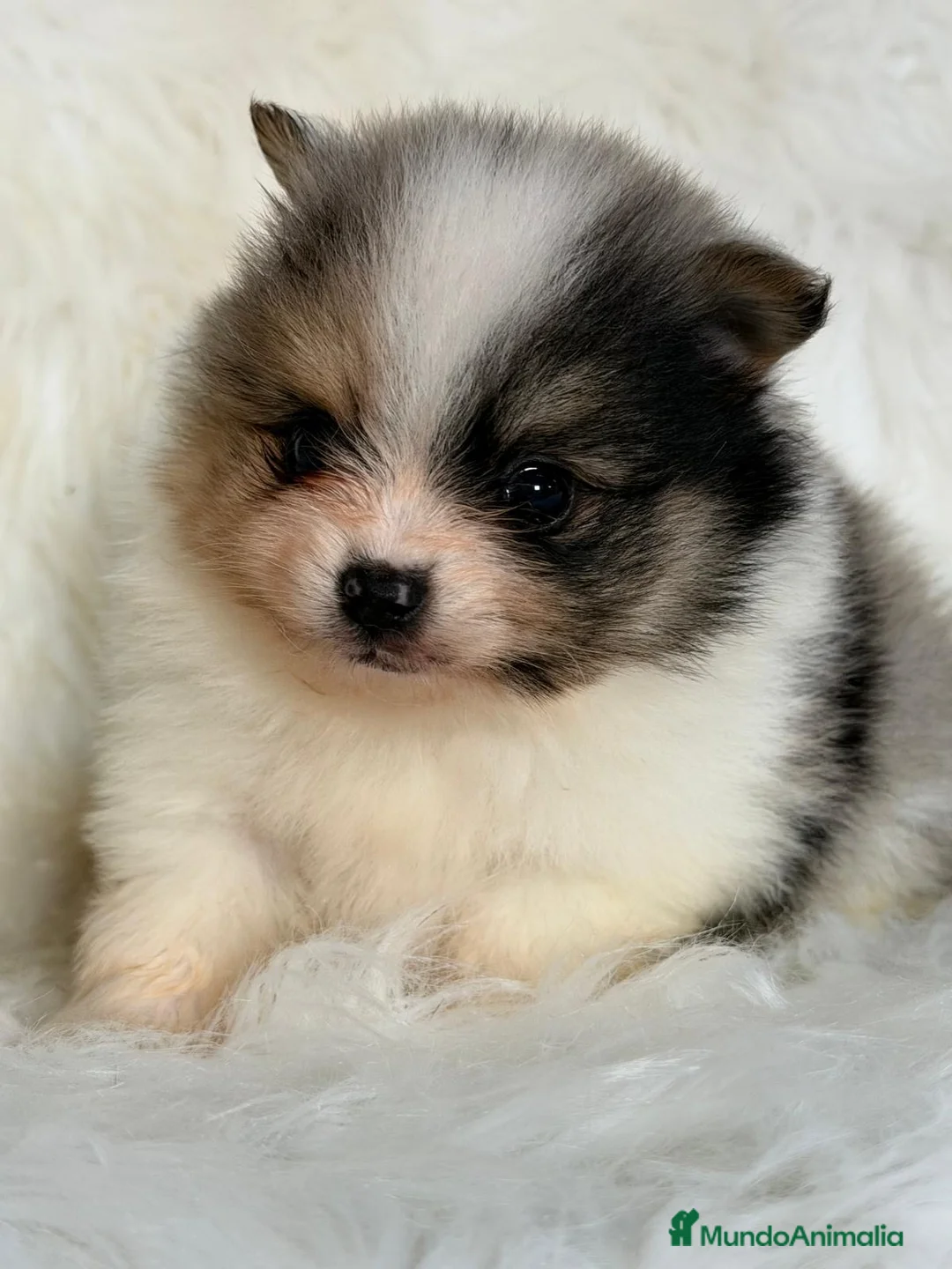 Pomerania perros en venta: POMERANIA CAMANA LÍNEA RUSA - Anuncio 2