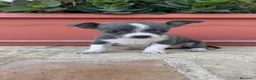 Chihuahua perros en venta: CHIHUAHUA HEMBRA – PEQUEÑITA Y PRECIOSA - Anuncio 11